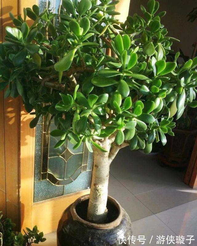 冬天养玉树,干养多晒更健壮,养成大腿粗的老桩,开满吉祥花