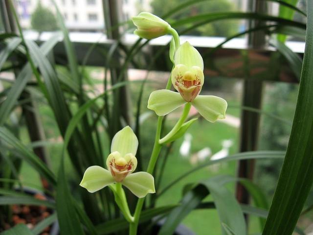 适合新手养的兰花，价格便宜，好养易成活，夏季也开花，花香四溢