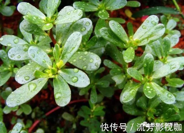 可口|1种野菜含钾高,阳台就能种,年年可摘,好吃可口!