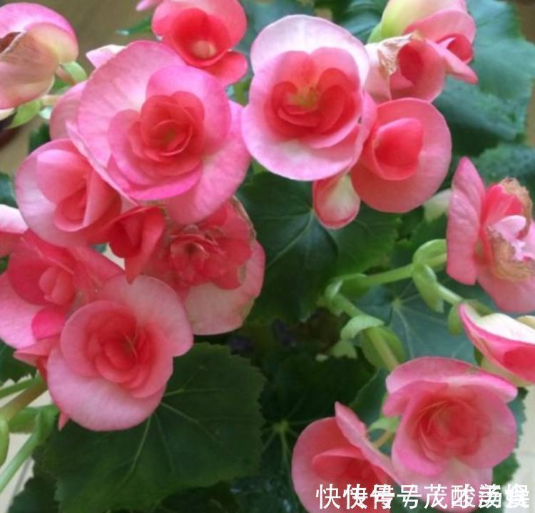 阳台|家里阳台养此款花,新手也能养爆盆,比香水都好闻,满屋子都是香