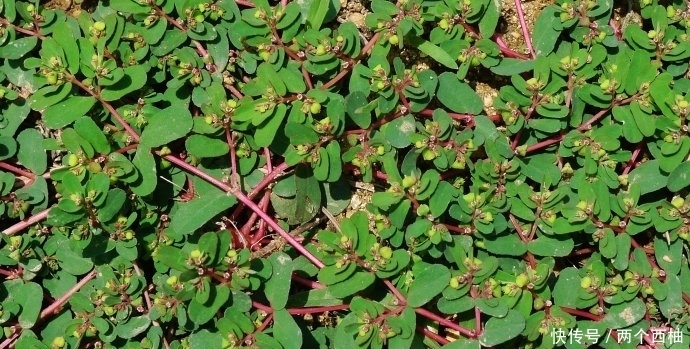 路边此野草,如生在您的家乡,请善待,它真的很珍贵