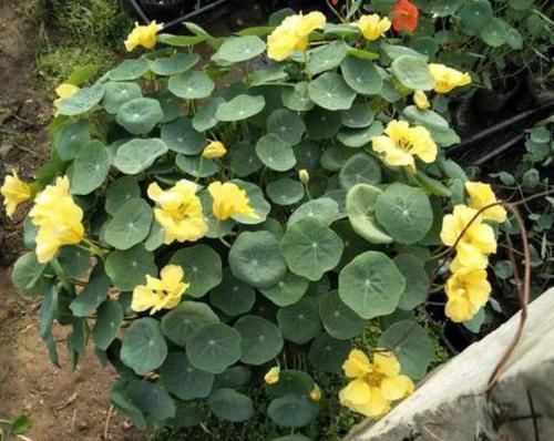 喜欢养花就选5种花,长势猛、爱爆盆,既养护省心又开花漂亮