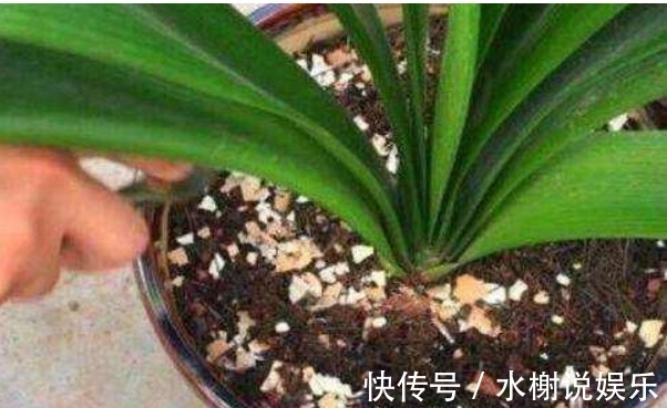 养花|家里的“垃圾”不要扔，教你自制3种肥料，不花钱也能养爆盆