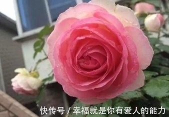 把这碗“营养液”倒在了花盆里，疯狂开花不招虫，还能冶黄叶！