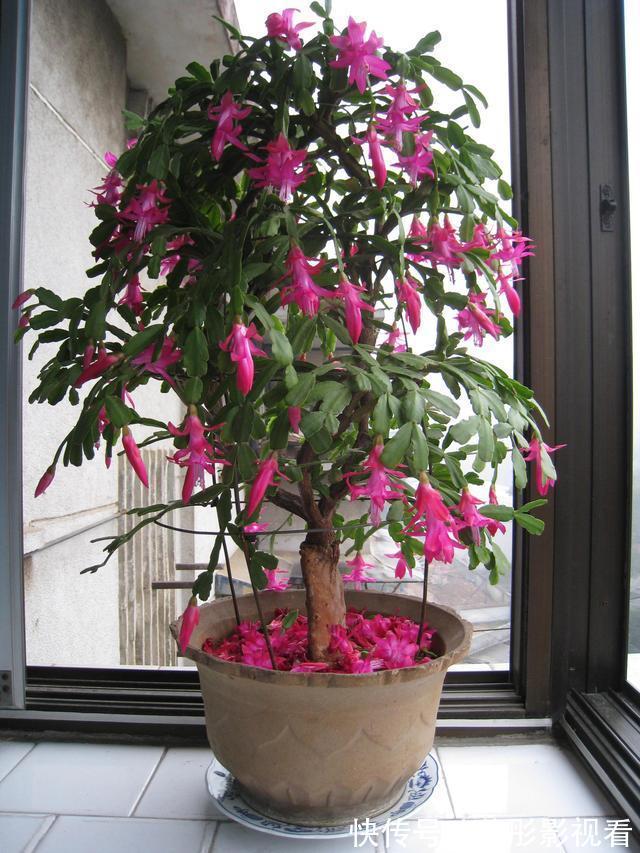 阳台上|蟹爪兰软趴趴?它有“6怕”,避开后,叶片硬如铁,开成大花树