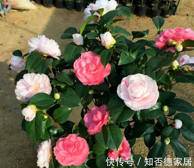 吉祥花|10大“吉祥花”适合养客厅,格调高,株型美,旺财又护家