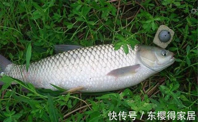 pe线|秋季野钓江河，最强的几种远投钓法，不挂底、不散窝，专门钓大鱼