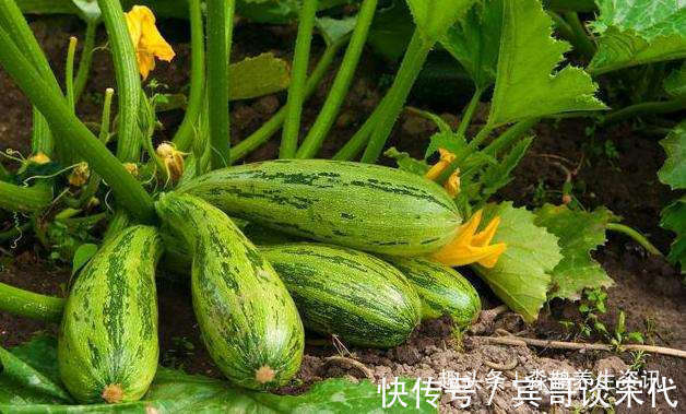 西葫芦|此物的“含钙量”极高,是老人小孩的最爱,多吃身体越来越健康!