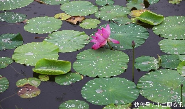  凄艳|李煜最精致的一首词，字字清新，道尽人生幻灭，凄艳千古