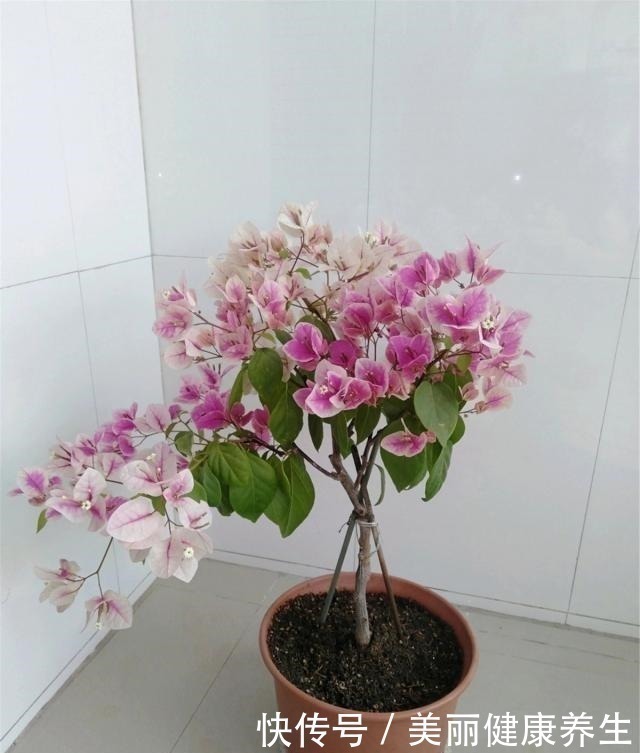 三角梅|三角梅喜欢这“宝贝”,盆里撒一点,开花300天,拦都拦不住!