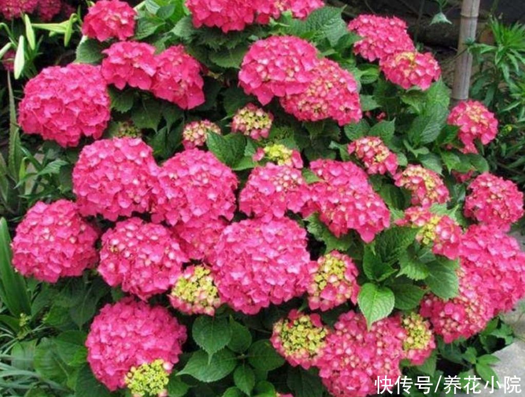 花卉|绣球还不开花，及时做对3件事，一段时间后花团锦簇