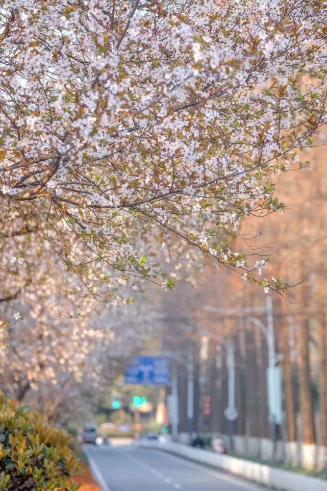 花满东大，灼灼其华！