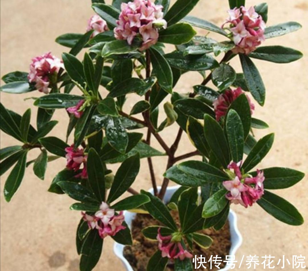 浇水|怕水涝的5种花，浇水太多养不好，不是烂根就是黄叶