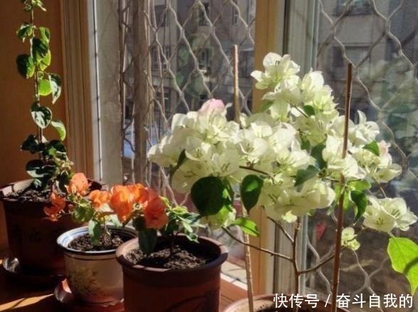 养护|她在院里养了一种花,3年之后美如画,见到的人都说像仙境!