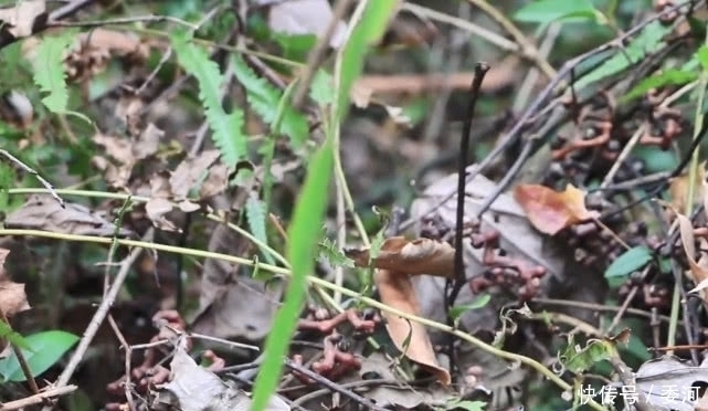 农村|山上一种长得像鸡爪的“野果”,可以用来泡酒,还是一味民间药材