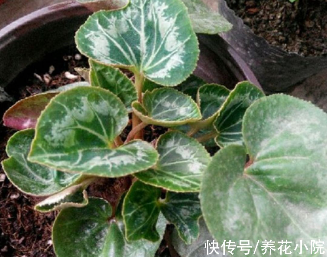 仙客来|3种“漂亮花”，开完花别扔，继续养着，下年还能开花