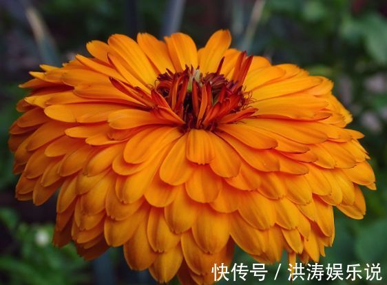喜欢养菊花，就养盆“珍品菊花”，花开“紫气熔霜”，如紫气东来