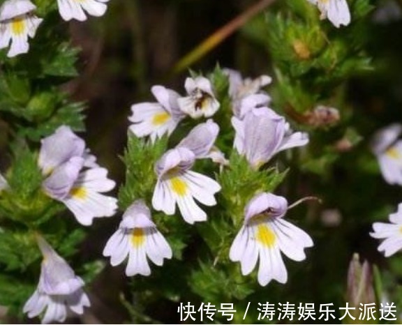 盆花|新手养花，不如养盆花中精品“小米草”，花朵密集，绚丽多彩