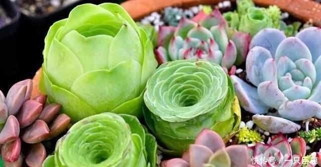 枝干|最适合多肉老桩的5种造型,你最喜欢哪一种?