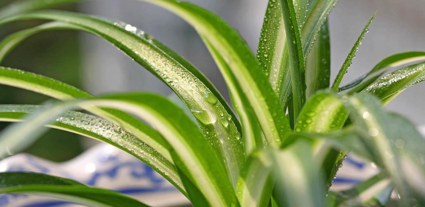 家里的吊兰不长叶子只长枝,记住几点,叶片更油亮