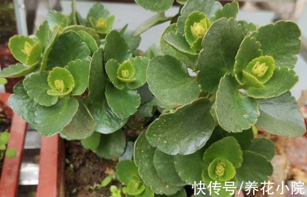 花苞|9月养长寿花，4种错误养护，会影响植株孕育花苞