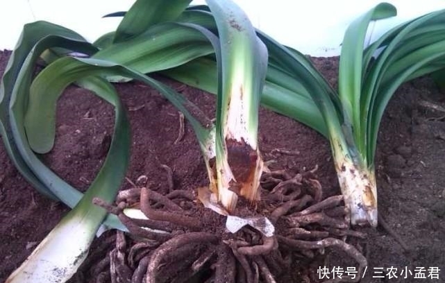 方法|君子兰烂根怎么办? 用这两个方法, 就不怕烂根了