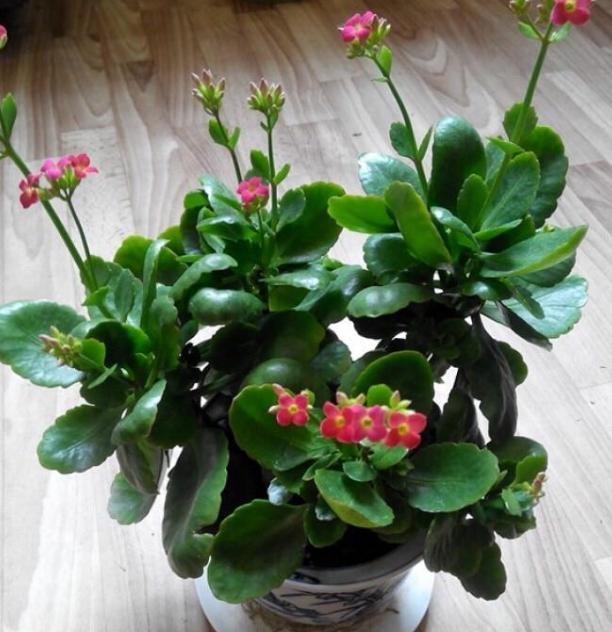 月季|天凉养三角梅、长寿花、月季，9月抓紧时间催花，10月花满树