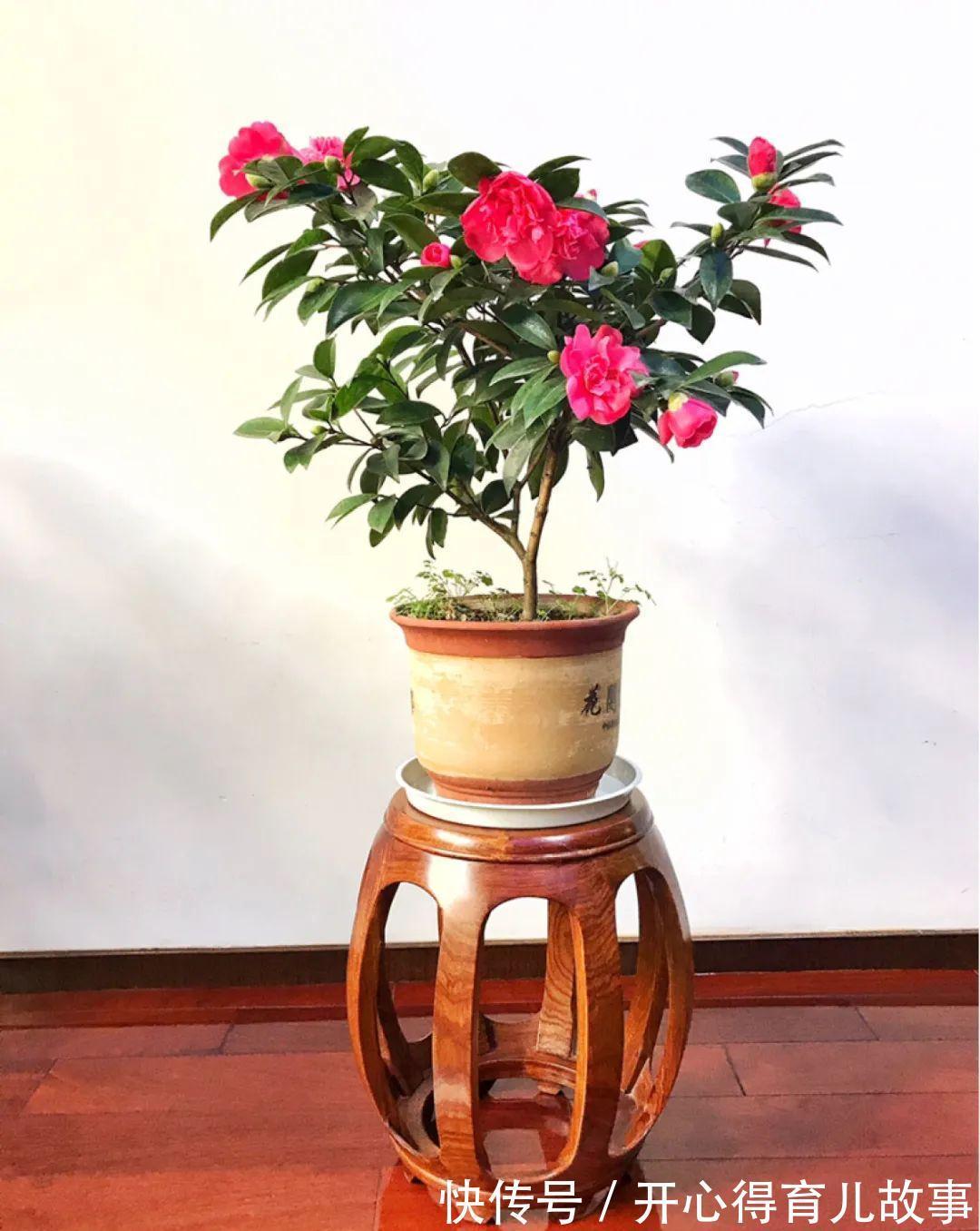 10种花，一降温就黄叶，赶紧换个地方养