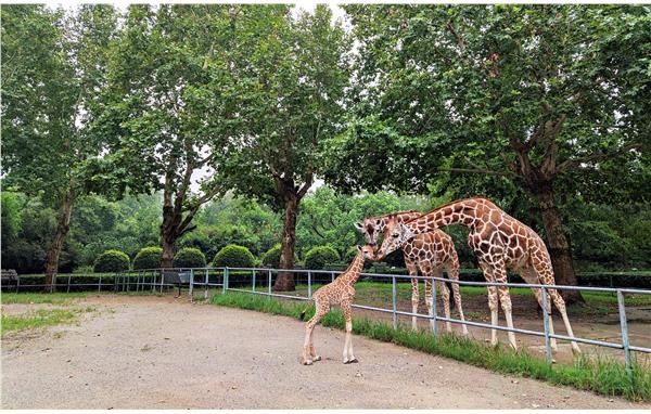 幼仔|上海动物园人工哺育长颈鹿宝宝健康成长