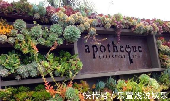 老桩多肉该怎么换盆？2种方法“保活”，叫你心血不再白费