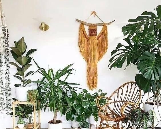 叶片上长满斑块的红边椒草,比圆叶椒草好看几倍