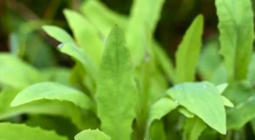 脱氧酶|埋没在农村“一种野菜”，凉血止痛、预防癌细胞，比荠菜好100倍