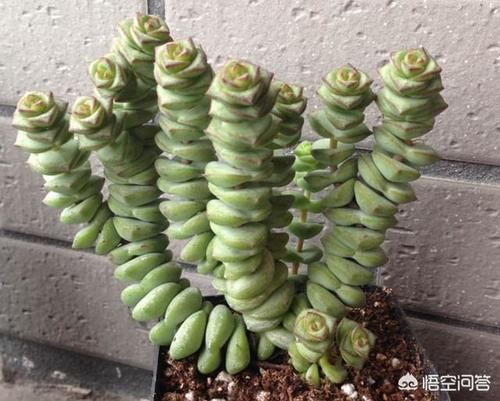 怎样才能把多肉钱串养“胖”？