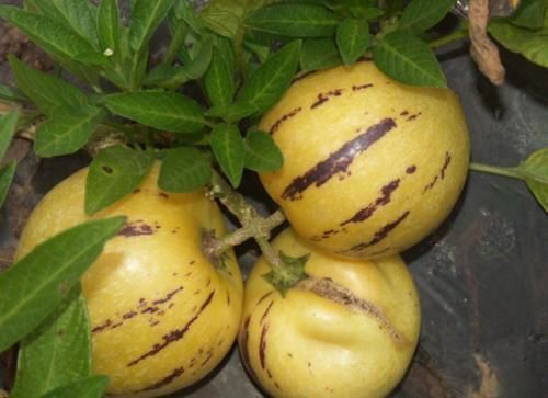 果蔬菜|女性总是担心自己老的快,建议多吃三种食物,营养含量高抗衰老