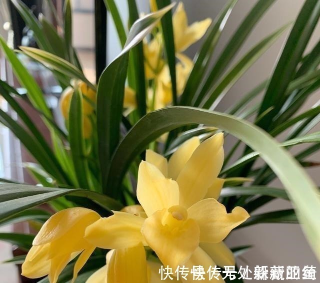 花卉|建议夏天遇到此兰花,别手软,多买些,能让你“清凉一夏”!