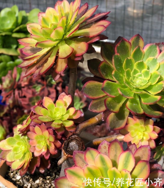 养多肉法师，夏季才是最美的，把几个重点做好，状态满满不黑腐