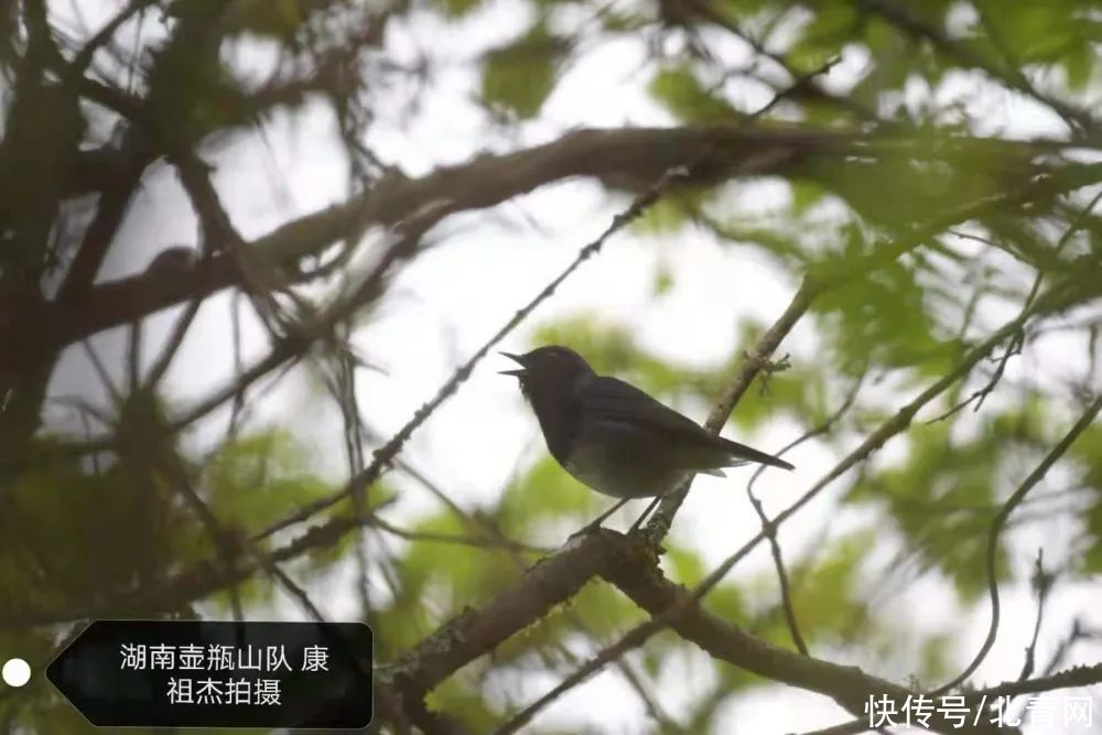 鸟类|神农架发现珍稀鸟类黑喉歌鸲、异色树莺