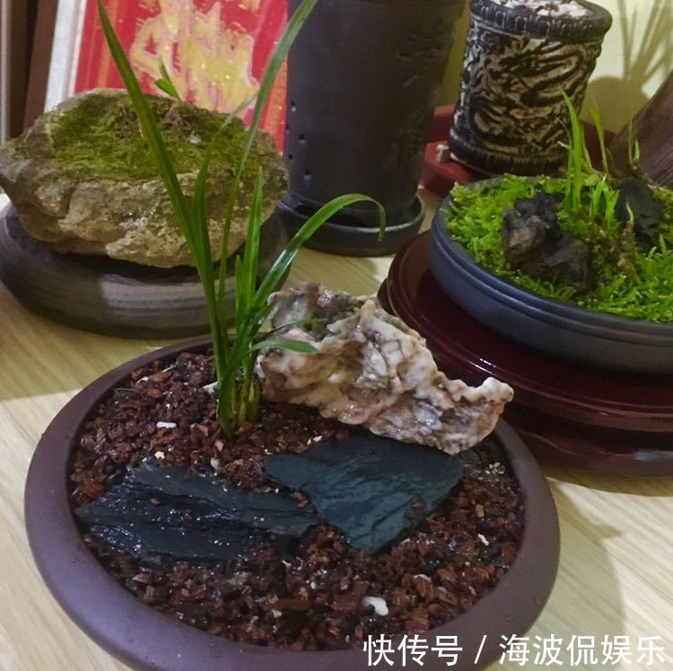 根系|种植兰花用浅盆好还是用深盆好十年兰花老农给出了答案