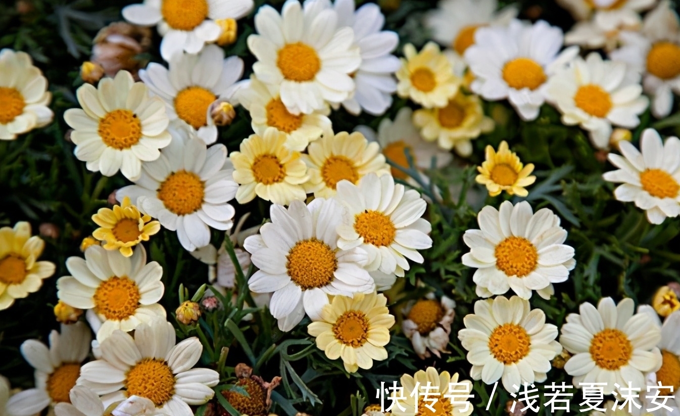 阳台上|女生阳台选5种花，花期长花量大，轻松变“花海”，关键是好养