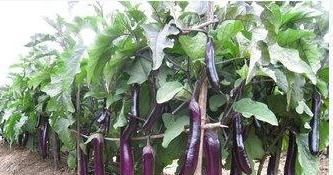 营养师|常吃茄子抗衰老又对身体好,但营养师建议3类人尽量少吃茄子