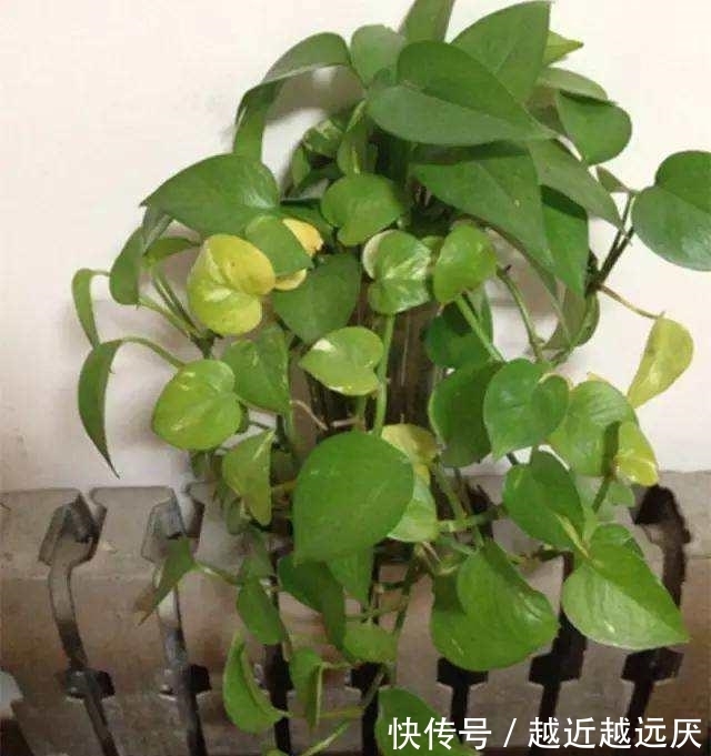 绿萝黄叶不要担心,或许5大窍门能挽救一下,爱花人早了解