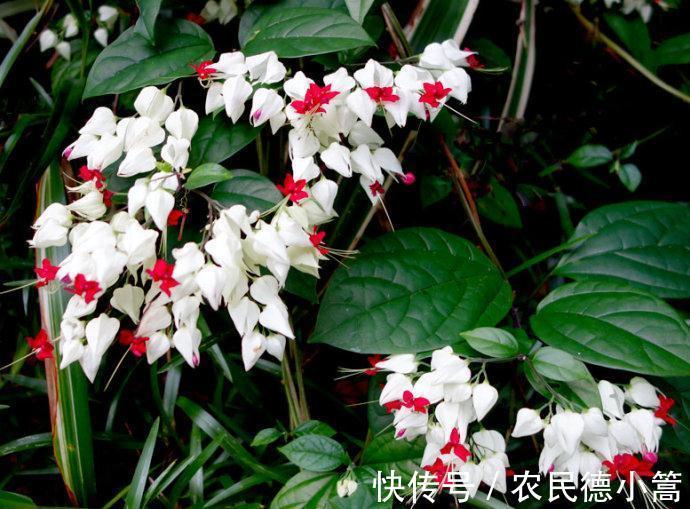 养花试试这款,室内盆栽观赏也能多季节开花