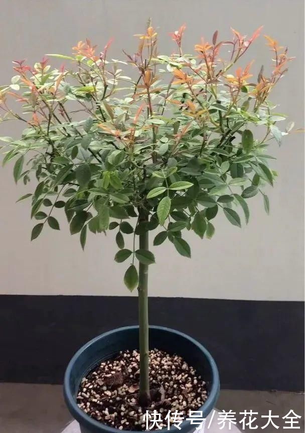 月季|8种花，现在快施肥，秋天开出满树花