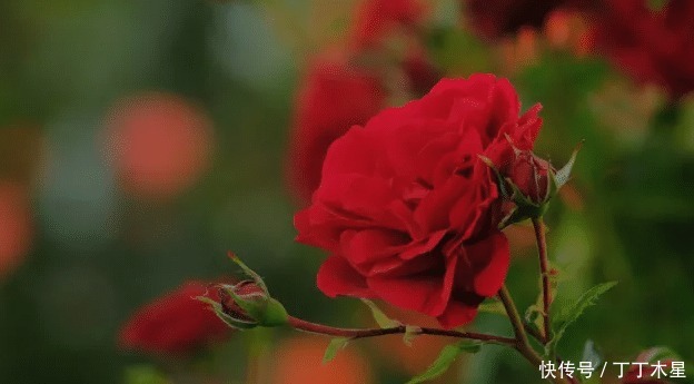 道理|《小王子》很纯真的一本书,看完能够明白很多道理