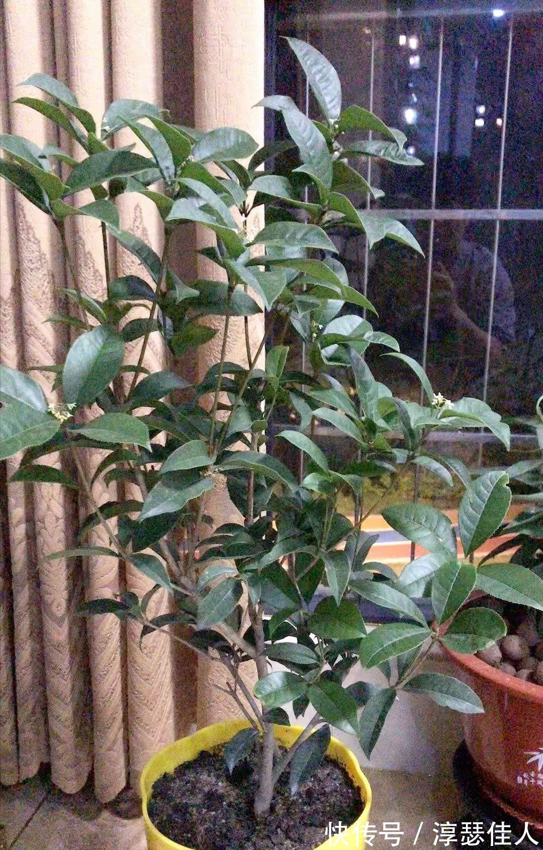 养花真不难,配土很关键,掌握3大“配土法”,养一盆旺一盆