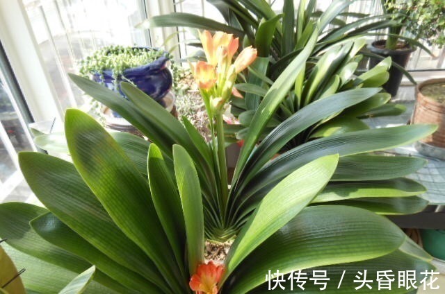 张大爷养花,一年四季用“2种水”浇花,土壤疏松肥沃、养啥都旺