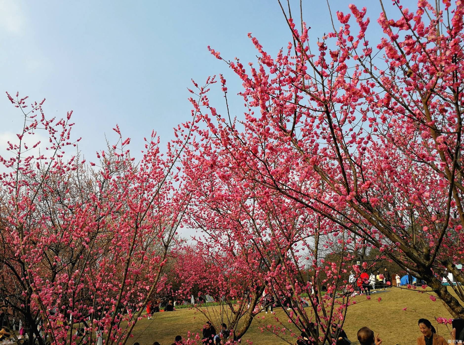 中年|大年初一的成都植物园