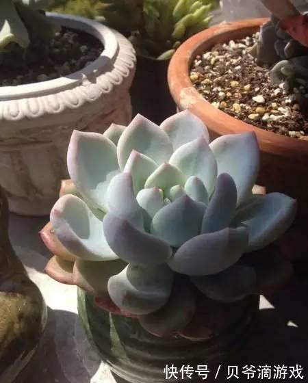 水和光多少是适量,50种常见多肉植物度夏攻略
