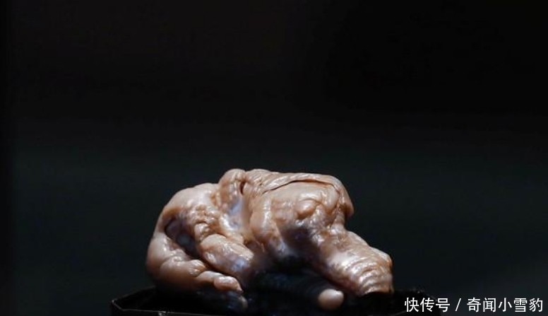 珍珠|世界上最大淡水珍珠“睡狮”拍卖,原产于中国,被日本240万买走