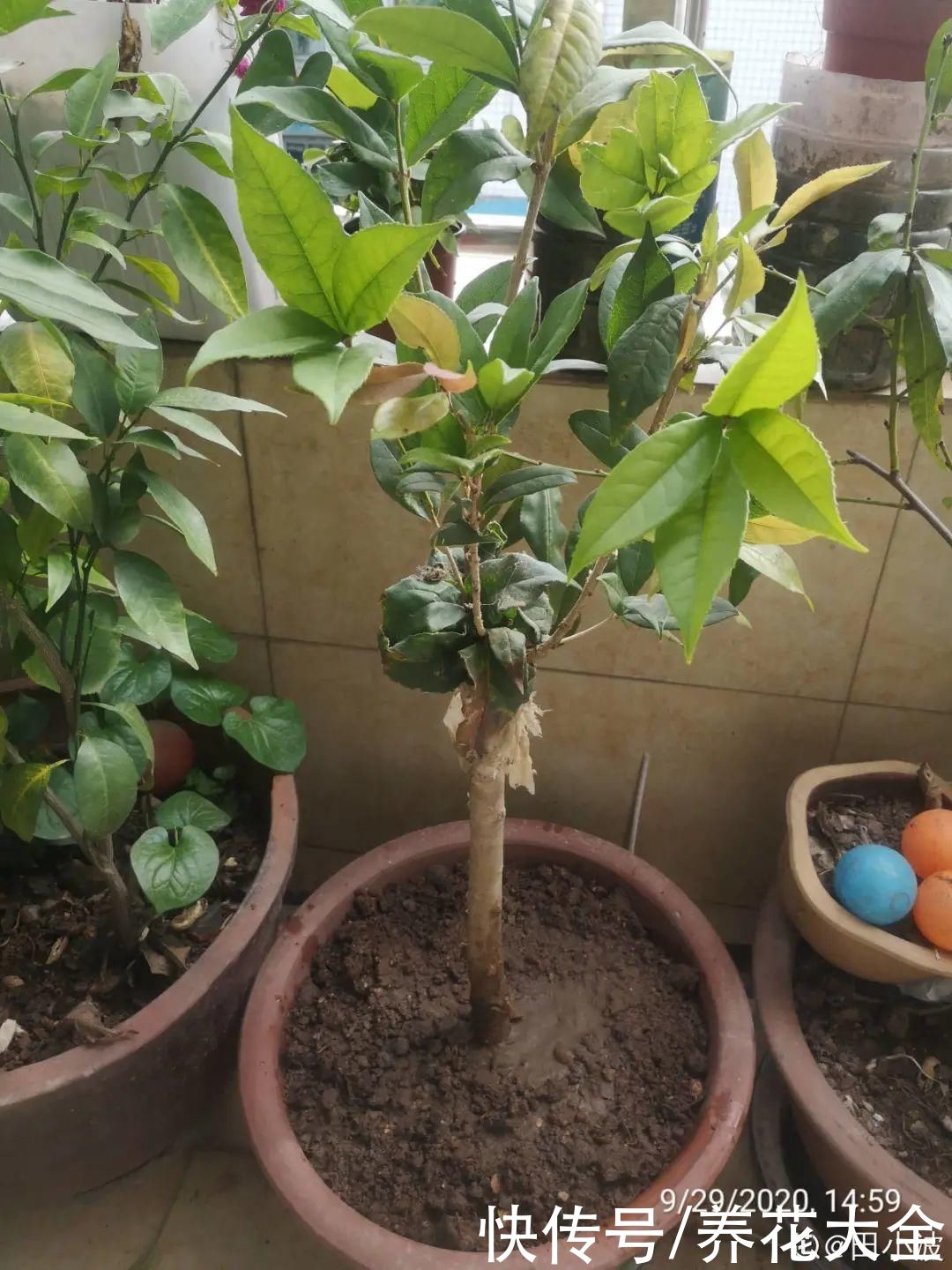 月季|8种花，现在快施肥，秋天开出满树花